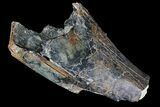 Bargain, Partial Tyrannosaurus Rex Tooth Fragment - Montana #92790-2